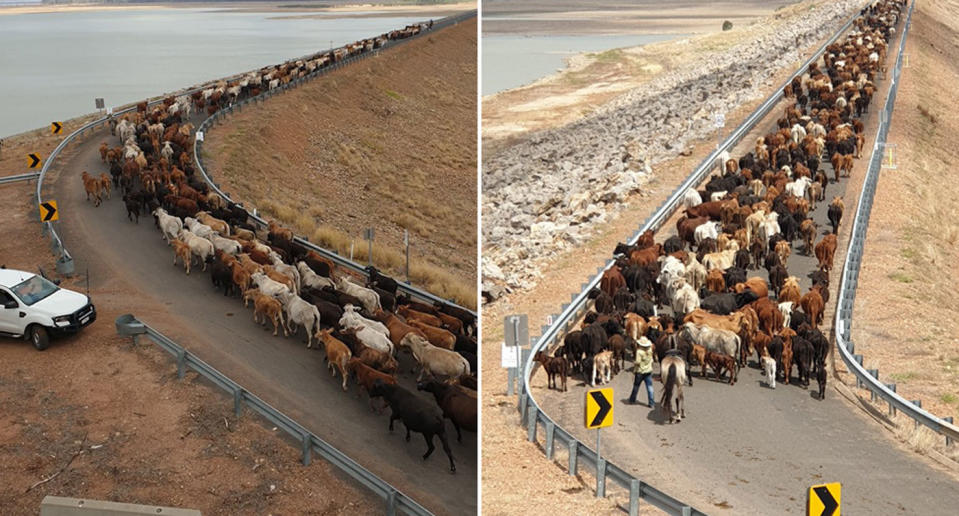 About 1500 cattle moving across the Fairbairn Dam wall in Emerald, Queensland.