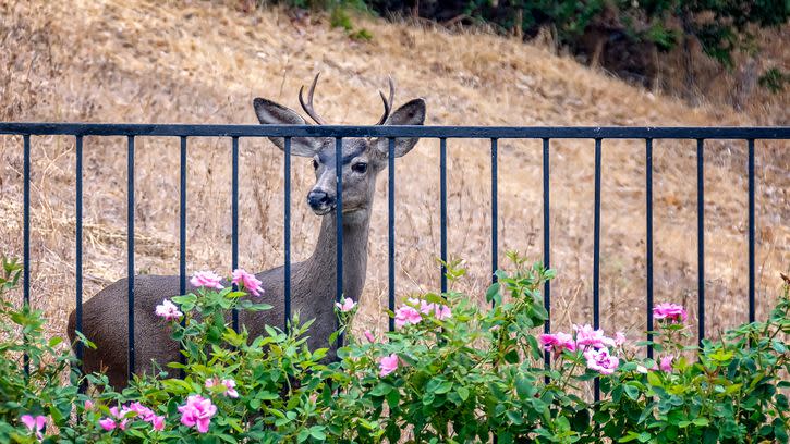 young deer looks at roses in california backyard
