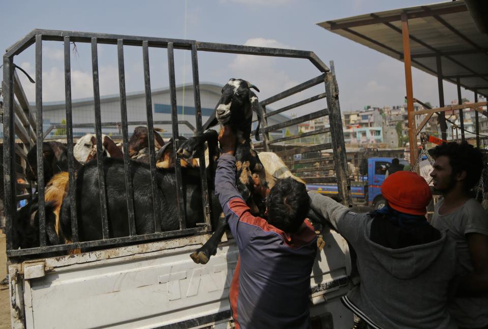 In this Thursday Oct. 11, 2018, Nepalese men load goats onto a truck after purchasing the animals at a livestock market in Kathmandu, Nepal. During the 15-day Dasain festival that began this week in the Himalayan country, families fly kites, host feasts and visit temples, where tens of thousands of goats, buffaloes, chickens and ducks are sacrificed to please the gods and goddesses as part of a practice that dates back centuries. Animal rights groups are hoping to stop _or at least reduce_ the slaughter, using this year’s campaign as a practice run to combat a much larger animal sacrifice set for next year at the quinquennial Gadhimai festival. (AP Photo/Niranjan Shrestha)