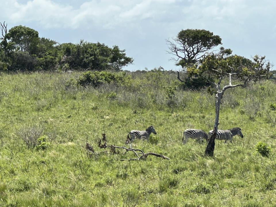 Zebras in iSimangasilo Wetland Park in South Africa.