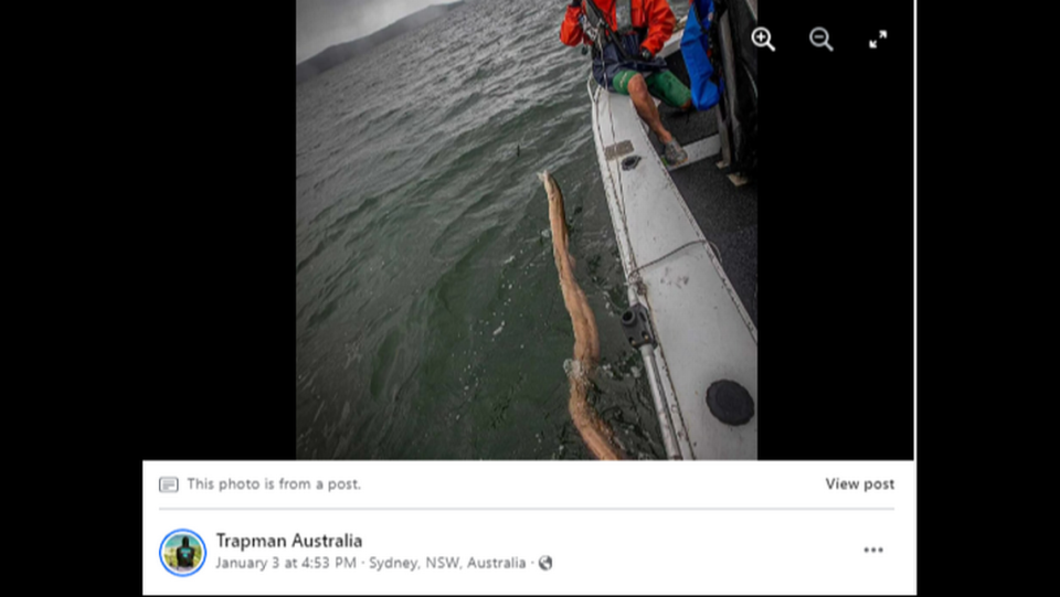 Multiple photos were shared with Trapman Australia’s 250,000-plus Facebook followers, including one showing the beast trailed nearly the length of the boat. Trapman Australia Facebook screentgrab