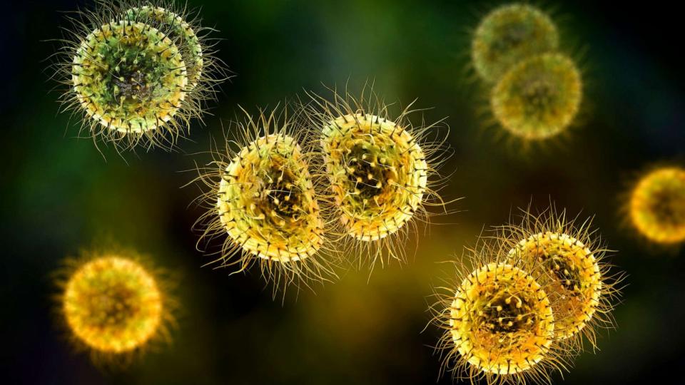 PHOTO: Meningitis bacteria (Neisseria meningitidis), computer illustration is pictured. (STOCK PHOTO/Getty Images)