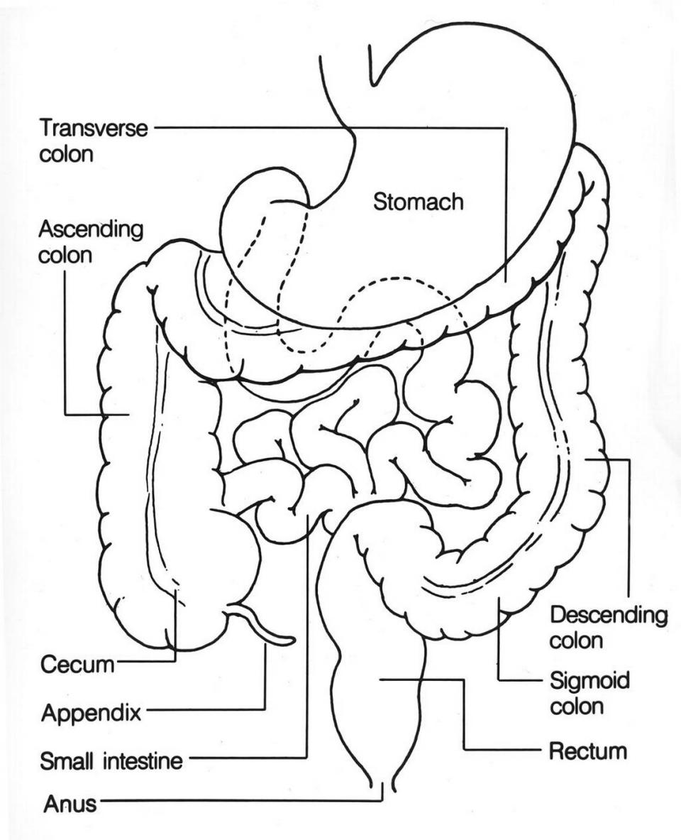 A diagram of the colon from the National Institutes of Health.