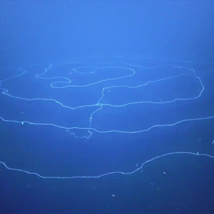 Siphonophore are deep-sea predators related to jellyfish and corals that catch prey in their curtain of stinging cells.