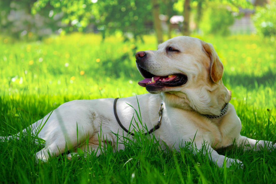 Dog in shade in hot weather. (Getty Images)