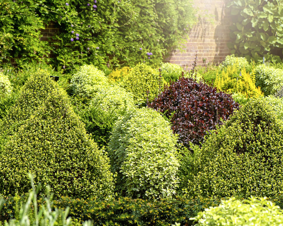 Evergreens in the garden