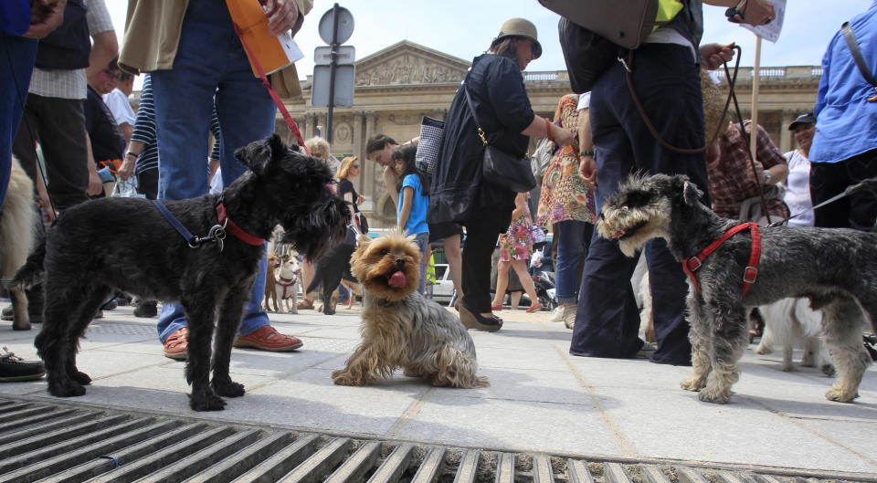 Dog owners gather behind the Louvre Museum in Paris prior to a march toward the Tuileries Gardens, Saturday June 8, 2013. At least 100 pooches with owners in tow, holding leashes marched near the Louvre at a demonstration to demand more park space and access to public transport for the four-legged friends. (AP Photo/Remy de la Mauviniere)