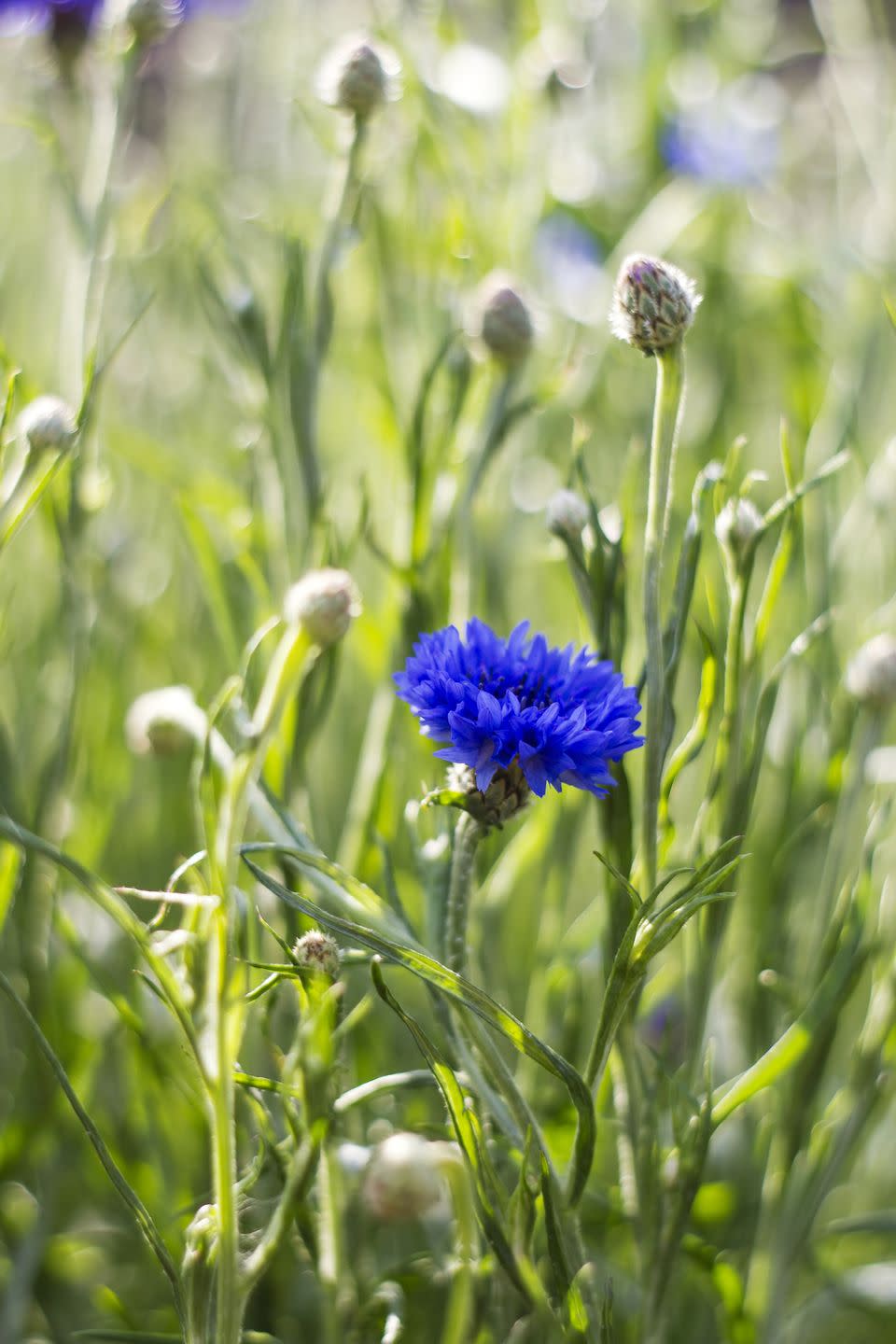 close up of purple flowering plant on field