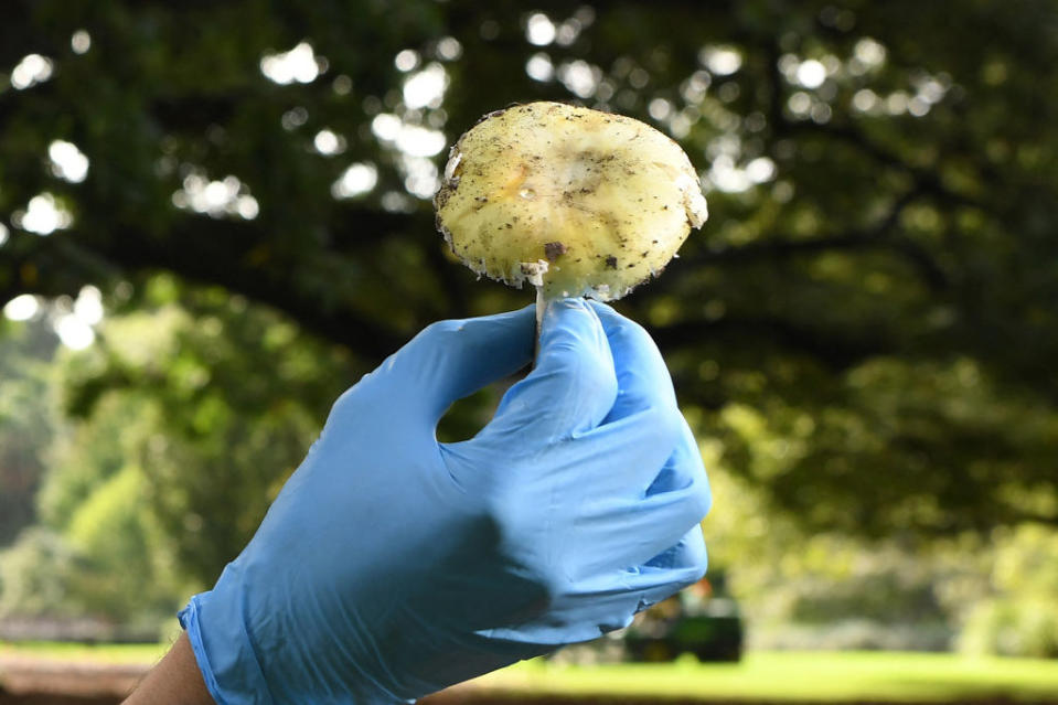 a hand with a nitrile glove holding a a Death Cap mushroom