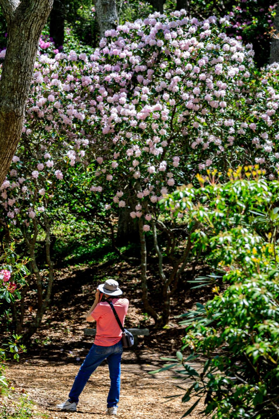 More than 100 rhododendron varieties grow at Heritage Museums & Gardens in Sandwich.