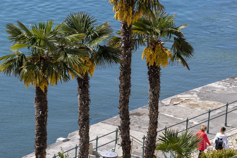 Tourists walk past palm trees in Opatija, Croatia, Saturday, May 15, 2021. Croatia has opened its stunning Adriatic coastline for foreign tourists after a year of depressing coronavirus lockdowns and restrictions. (AP Photo/Darko Bandic)