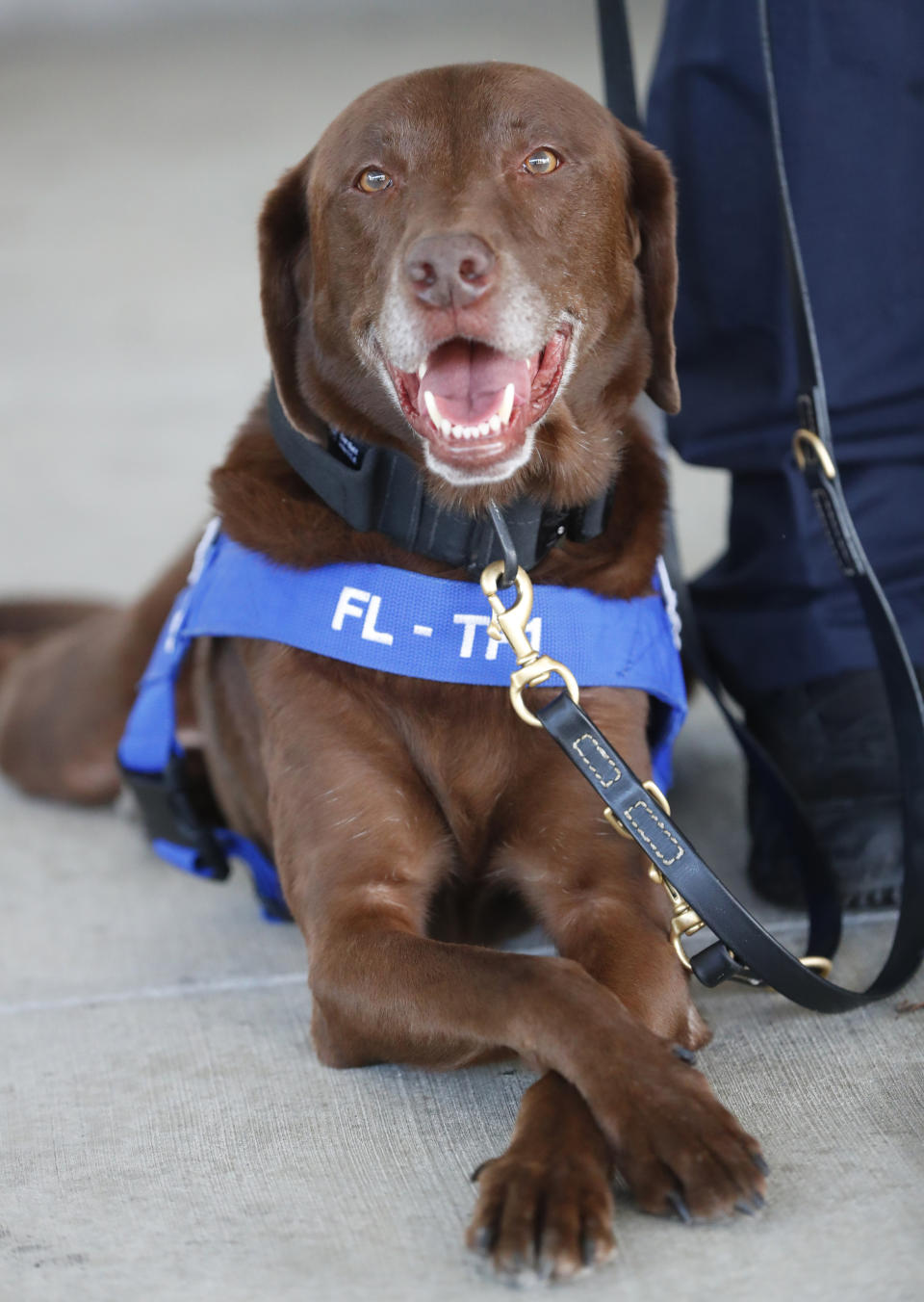 Miami-Dade Fire Rescue's search and rescue dog Zeus lies patiently during a news conference, Wednesday, June 19, 2019, at the Miami-Dade Fire Rescue Training Facility in Miami. Specializing in urban search and rescue, the Miami-based, 210-personnel Florida Task Force 1 have responded to numerous disasters, including the Florida Panhandle after Hurricane Michael and in Haiti after the 2010 earthquake. The K-9 unit has a minimum of 12 certified search and rescue dogs with an extensive list of rescues. (AP Photo/Wilfredo Lee)