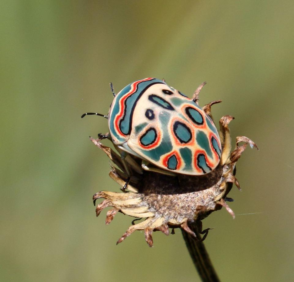 1) Picasso Bug