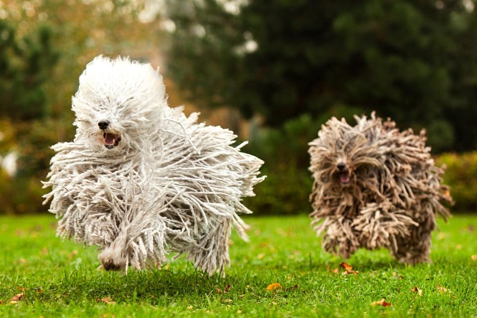 two puli dogs running outside in a park with their hair flying back