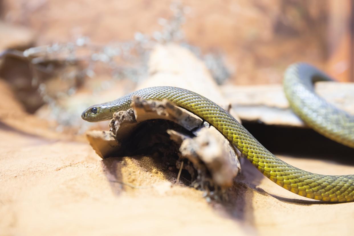 <p>A small tiger snake in Sydney</p> (Getty Images)