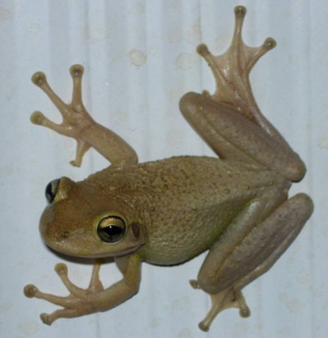 Cuban tree frogs are native to Cuba, the Cayman Island and the Bahamas. They made their way to Florida in the 1920s, likely on cargo ships, according to the University of Florida. They secrete toxins than can cause skin irritation in people and they are threats to native wildlife, eating different types of American frogs.