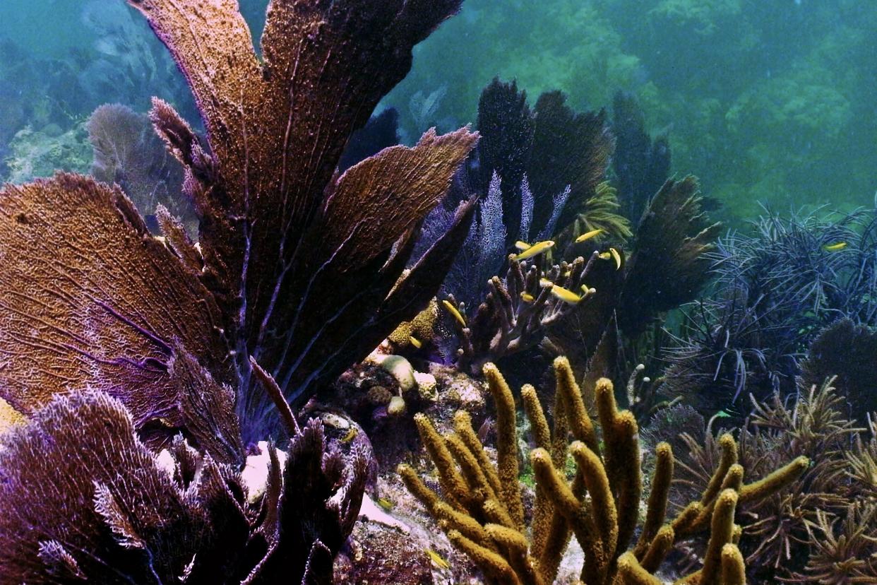 A school of small fish congregate among soft corals and Sea Fans at the Looe Key (US) National Marine Sanctuary, Florida Keys.