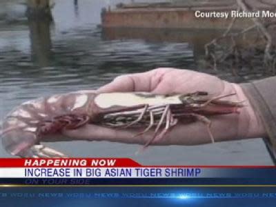 Increase In Massive Shrimp Discovered In Gulf