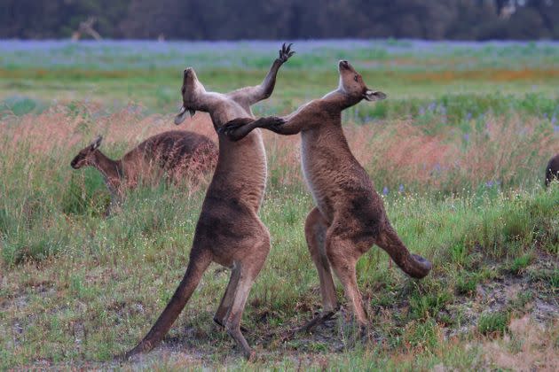 kangaroo fighting