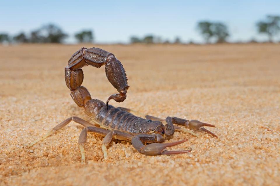 Parte dos animais mais perigosos do mundo, escorpiões matam cerca de 3.250 pessoas por ano (Imagem: twenty20photos/envato)