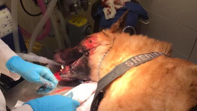 Police K-9 dog struck by 200 porcupine quills during pursuit in