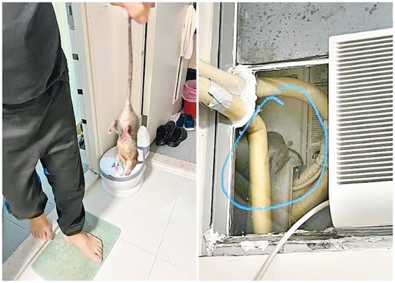 圖：居民手持的死老鼠，是其用掃把在廁所假天花拍死。　右圖：有老鼠在冷氣機位出現。（讀者提供）

