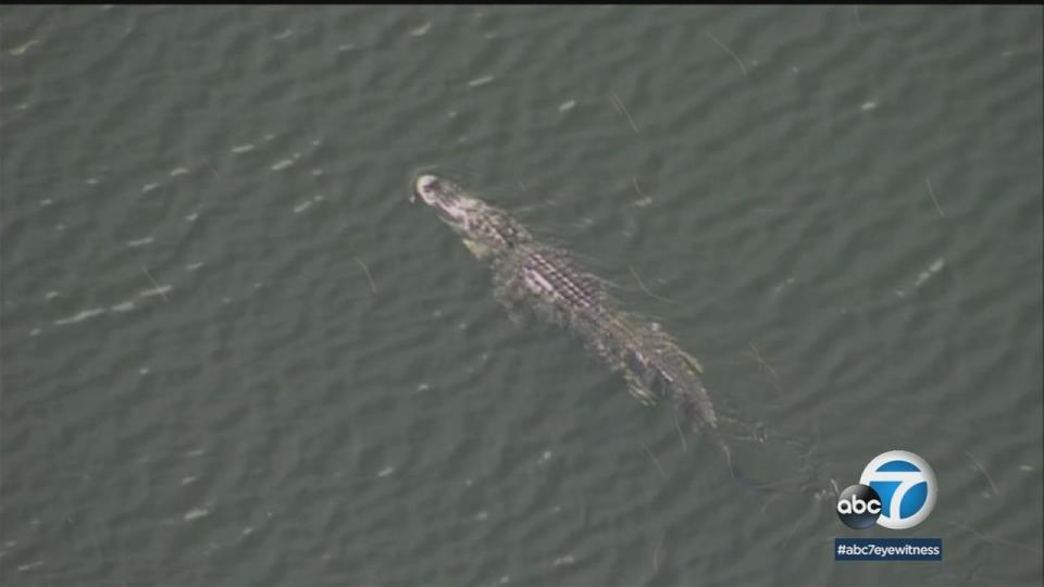 Authorities captured and killed the alligator they believe fatally attacked Shizuka Matsuki on Friday. (Photo: KABC)