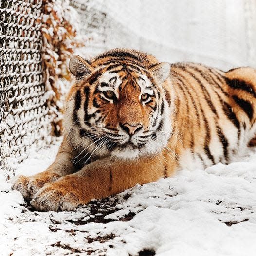 A rare Amur tiger, Mila sits in the snow.