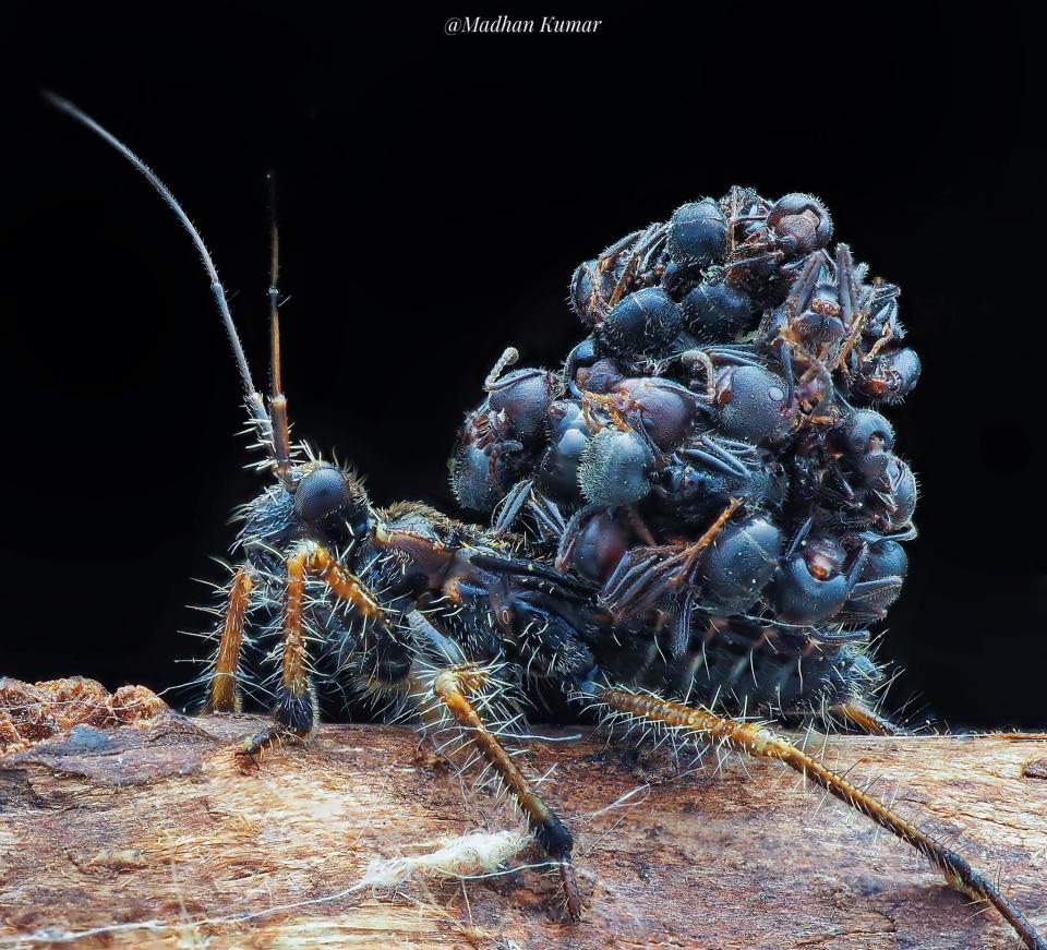 Ant-snatching assassin bug nymph seen in Singapore. (Photo: Madhan Kumar)