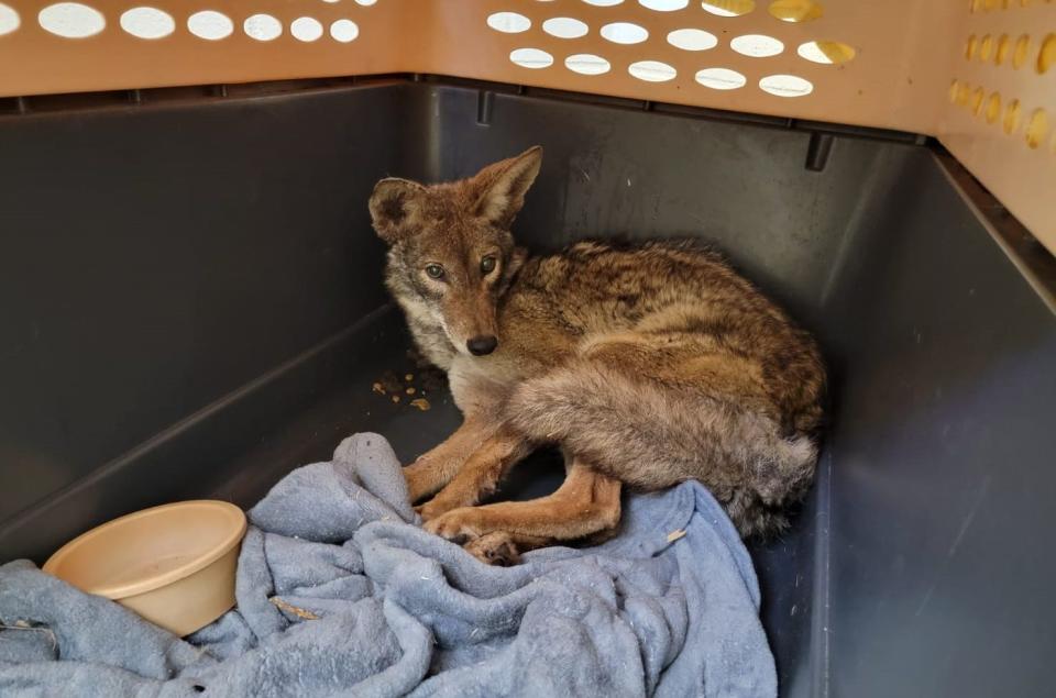 The rescued coyote in the recovery room at San Diego Humane Society's Ramona Wildlife Center .