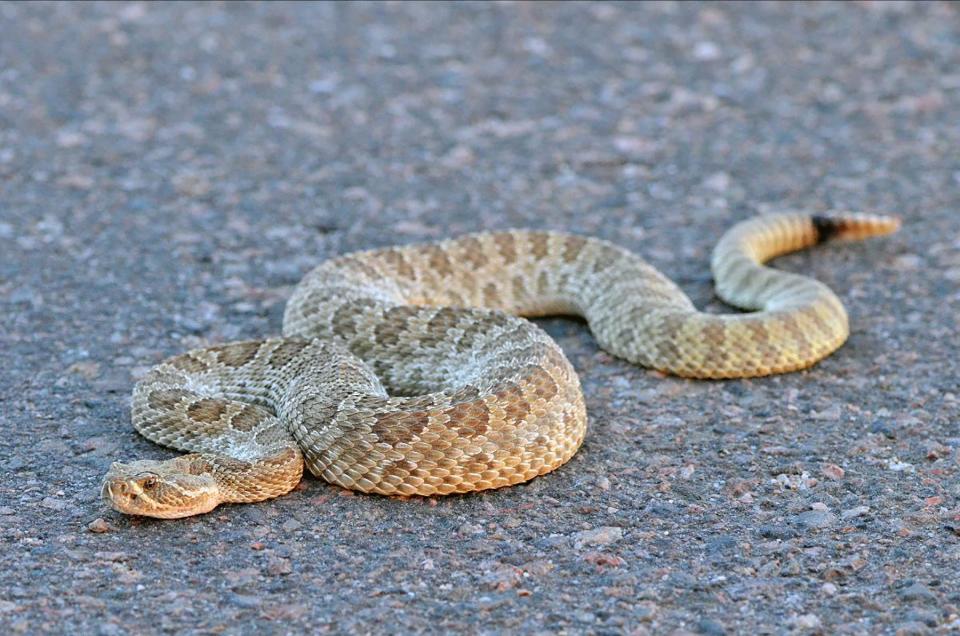 It is common to see rattlesnakes warming themselves on roads and trails in Colorado.