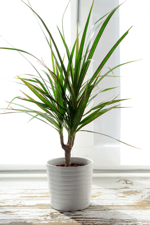 10 best indoor plants for clean air