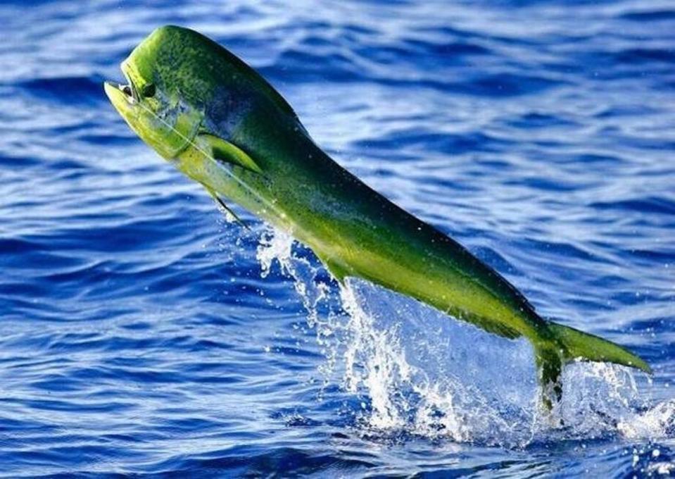 Mahi mahi, also known as dolphin, are among the most popular fish to catch in the Keys.