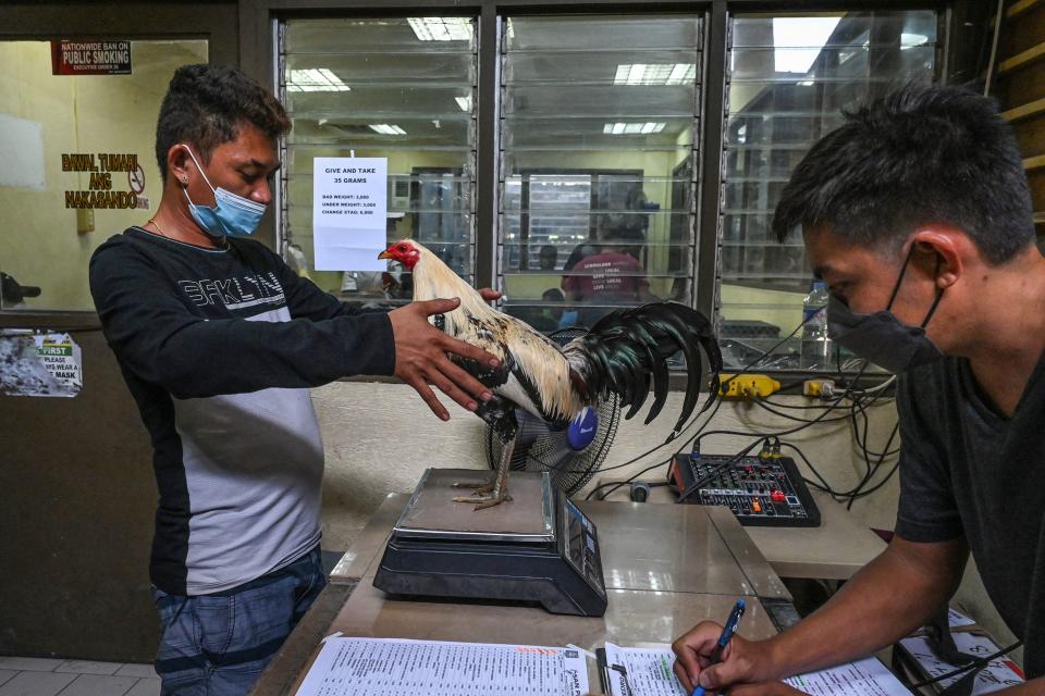 <p>“Si tu gallo gana, sales del cuadrilátero como un tipo duro, con una imagen de macho”, explica Edwin Lumbres, criador de aves. “Pero si pierdes, bajas la cabeza y te alejas como alguien cuya hombría es sospechosa”. (Foto: Jam Sta Rosa / AFP / Getty Images).</p> 