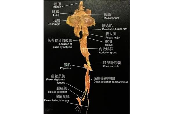 由於舌頭是深層筋膜的重要出口端，而下顎又是淺層筋膜的接合點。透過對舌頭與下顎的施力，深、淺層肌筋膜就會受到刺激，將原本凝滯不通、失衡的狀態調整回來。