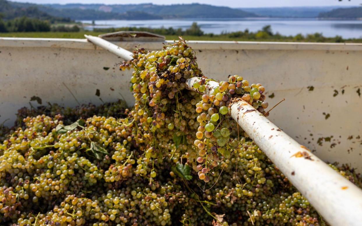 Wine grapes during the harvest at a vineyard in Orvieto, Italy, which is expected to regain its crown as the world's top wine producer from France