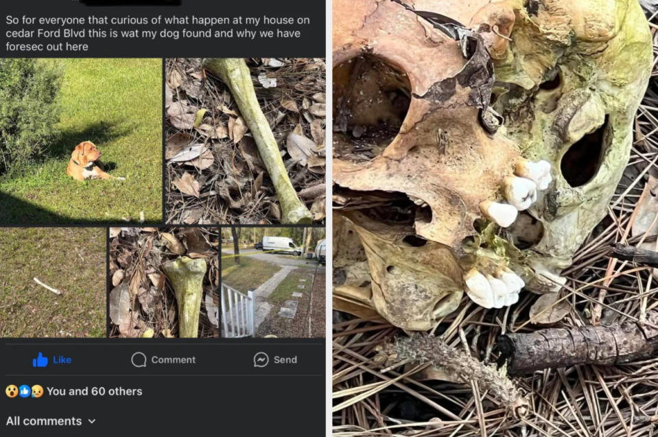 A dog next to what it found; a human skull and various bones scattered in different outdoor scenes