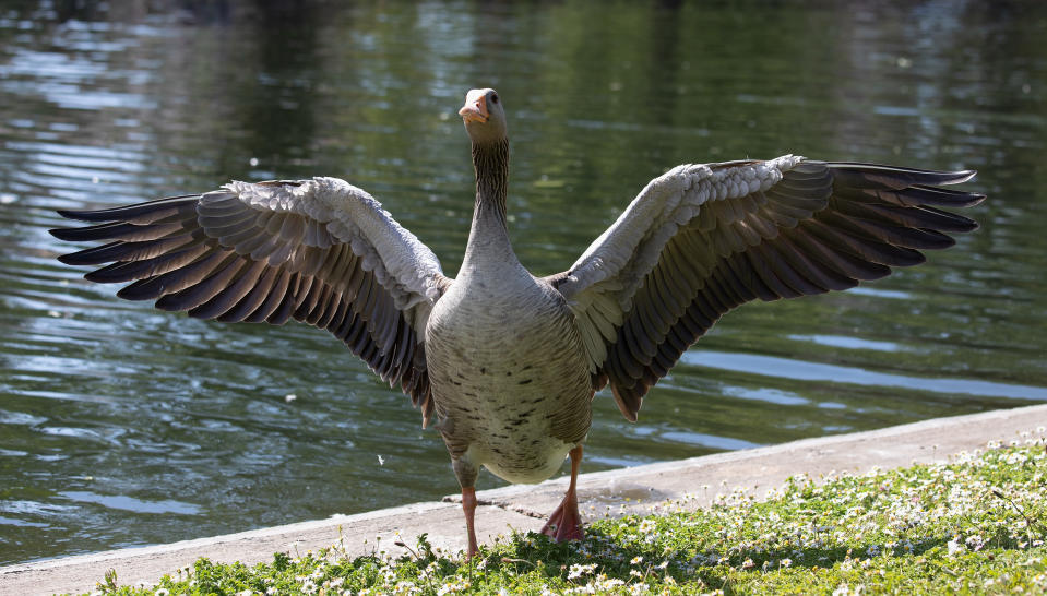 LONDON, ENGLAND - MAY 25: A Greylag Goose by the lake in Regents Park on May 25, 2020 in London, England. The British government has started easing the lockdown it imposed two months ago to curb the spread of Covid-19, abandoning its 'stay at home' slogan in favour of a message to 'be alert', but UK countries have varied in their approaches to relaxing quarantine measures. (Photo by Jo Hale/Getty Images)