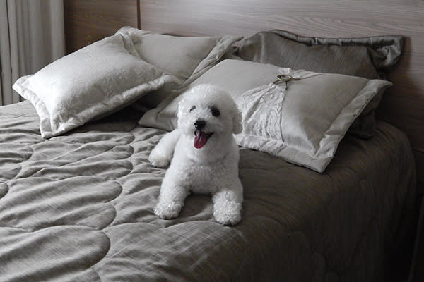 Bichón frisé