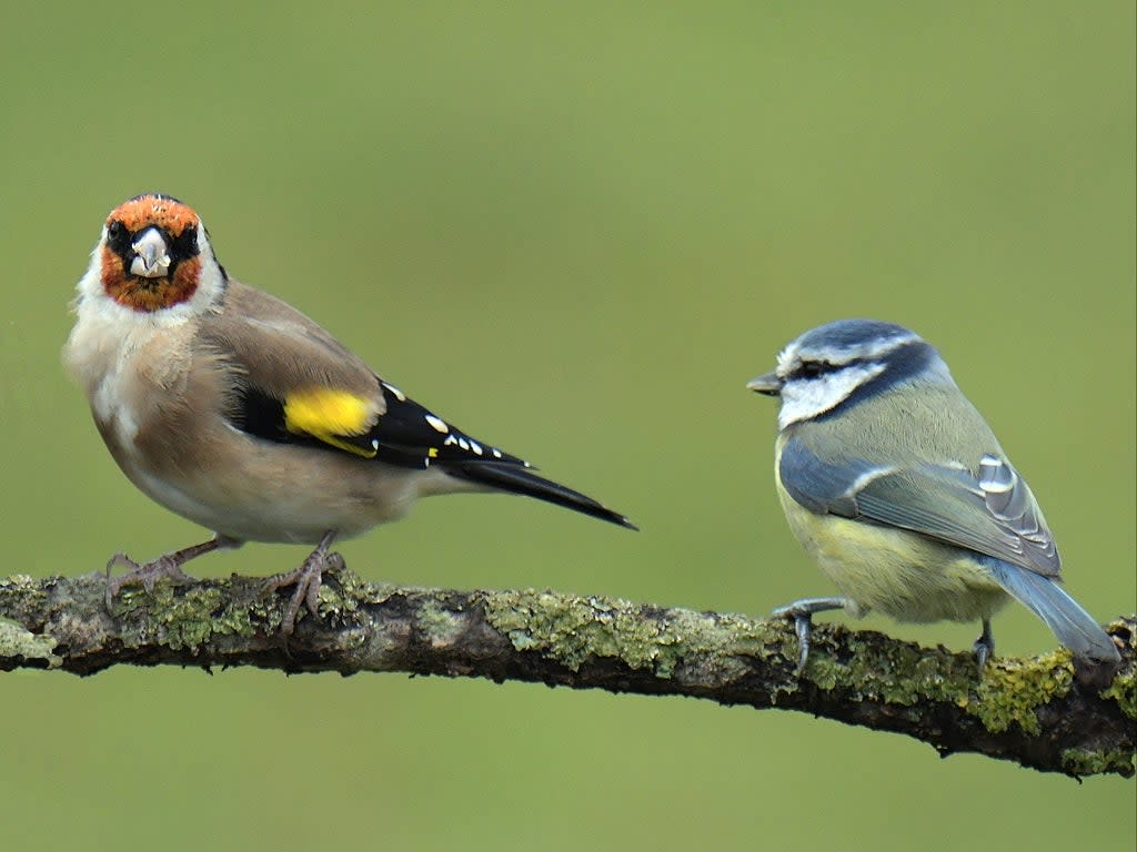 A goldfinch and a blue tit (Getty )