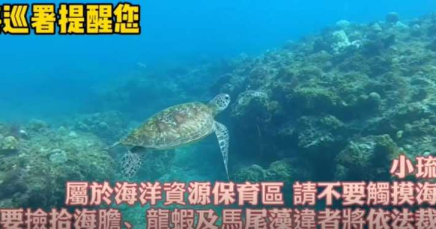 不少潛水客會忍不住摸海龜，海巡署製作影片提醒遊客勿觸法。（圖／海巡署提供）
