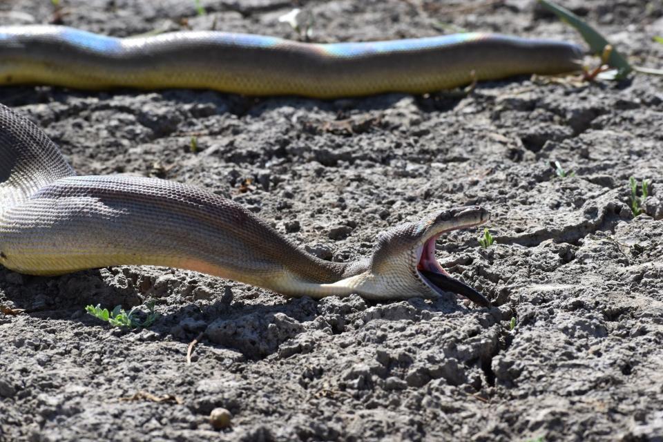 The snake is seen beginning to regurgitate its meal after it was released.