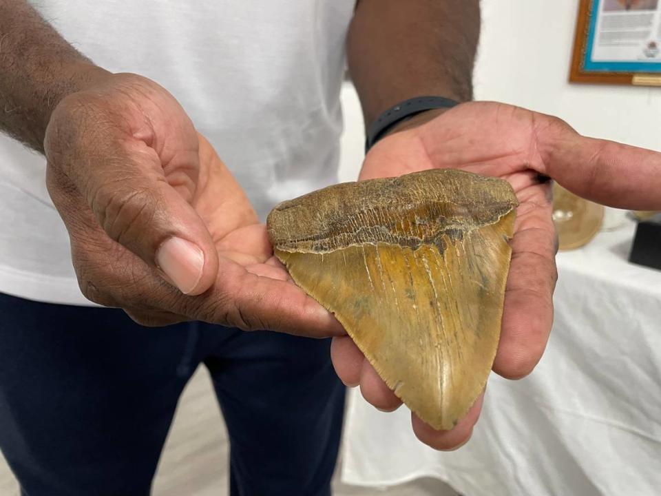 One of Charles Shelton Jr.’s finds is this Megalodon tooth. It is one of many teeth that the Myrtle Beach area resident has collected over the years.