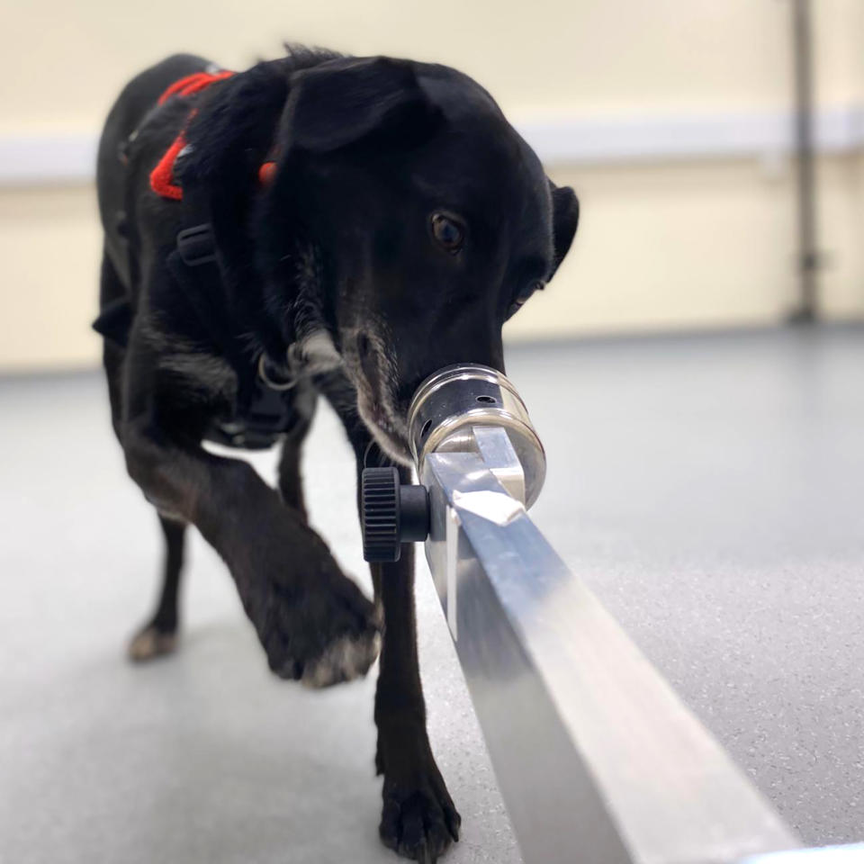 The dogs, including Minnie, were presented with samples from 36 people who gave sweat and breath samples before and after doing a fast-paced arithmetic task. (Courtesy Queen’s University Belfast)