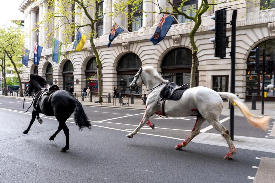 英國皇家騎兵隊軍馬「維達」和另一匹軍馬「特洛伊」在倫敦街頭脫韁狂奔，一度引發混亂。美聯社