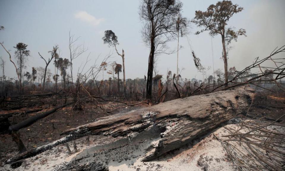 Charred trunks are seen on a tract of Amazon jungle, that was recently burned by loggers and farmers, in Porto Velho, Brazil, in 2019.