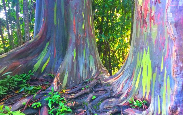 Close up of Rainbow Eucalyptus Tree Bark Oahu Hawaii Photo 