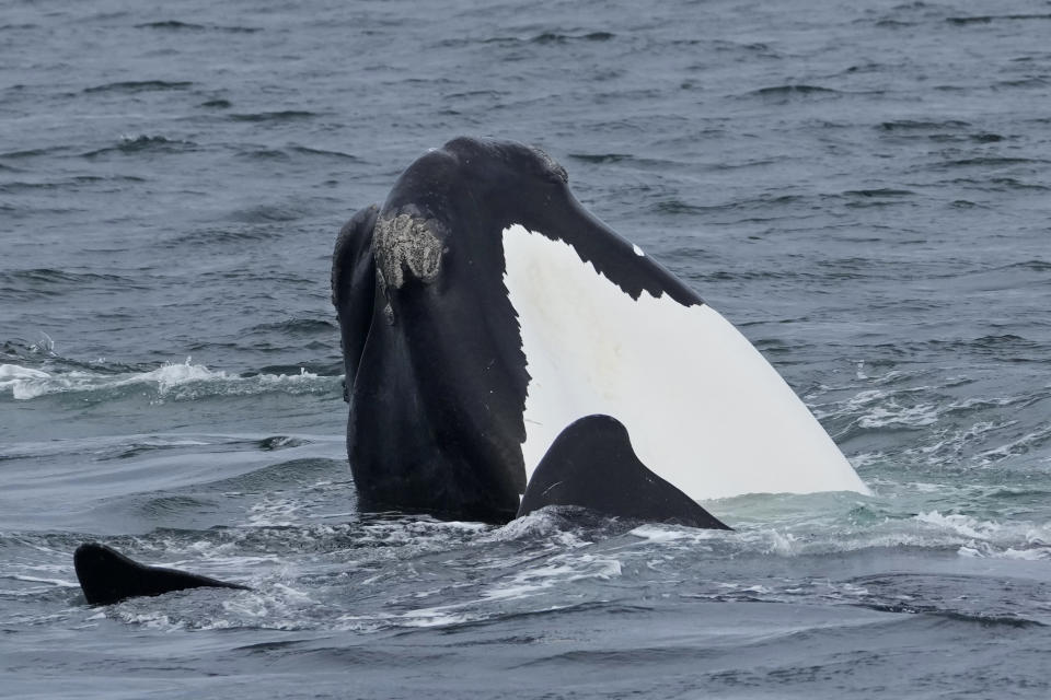 A North Atlantic right whale surfaces, revealing the unique markings on its underside, in Cape Cod Bay in Massachusetts, Monday, March 27, 2023. The drive to protect vanishing whales has brought profound impacts to marine industries, and those changes are accelerating as the Endangered Species Act approaches its 50th anniversary. (AP Photo/Robert F. Bukaty, NOAA permit # 21371)