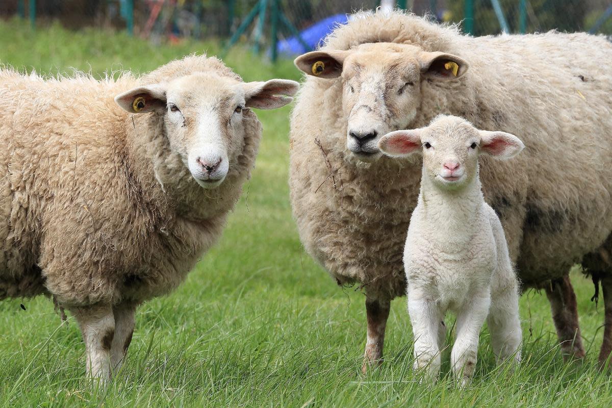 Stock image of sheep <i>(Image: NQ)</i>