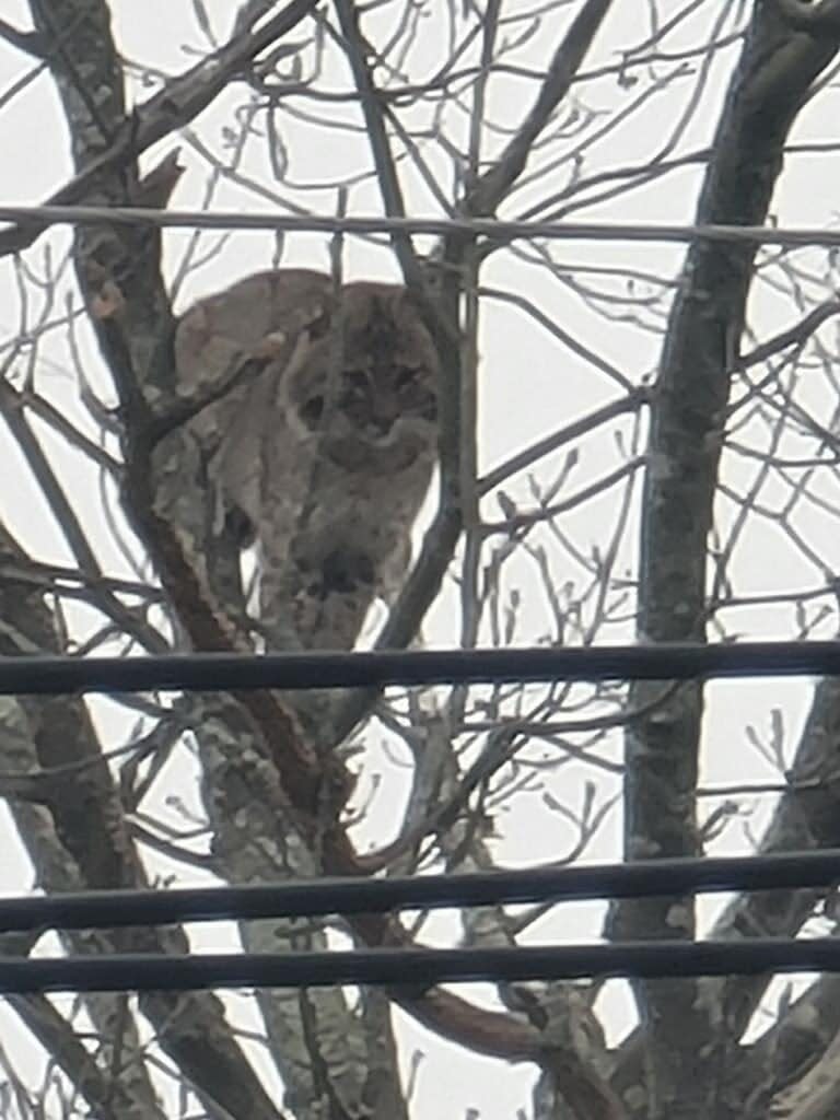 This bobcat was spotted by the West Bridgewater Police Department on April 11, 2024.